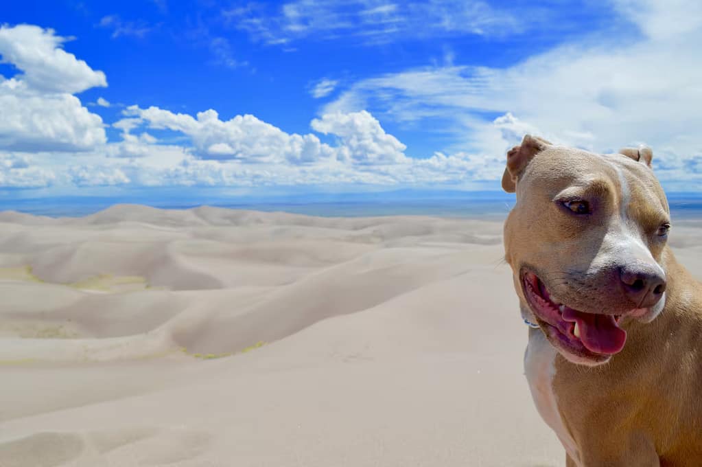 Premium Board & Train Experience