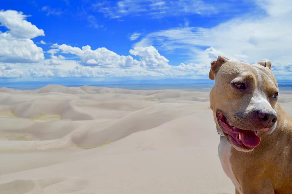 Premium Board & Train Experience