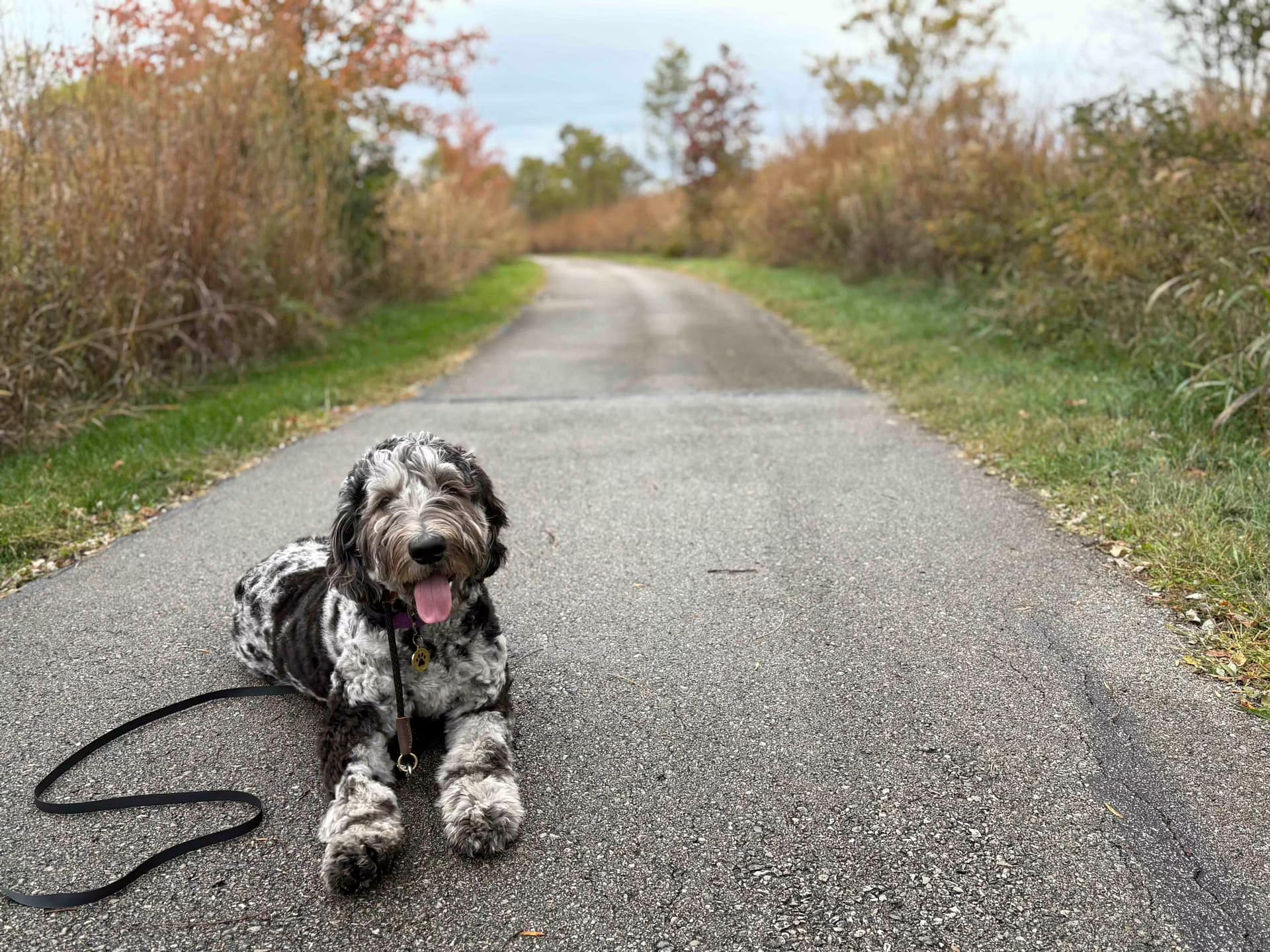 Elevating Your Dog's Well-Being