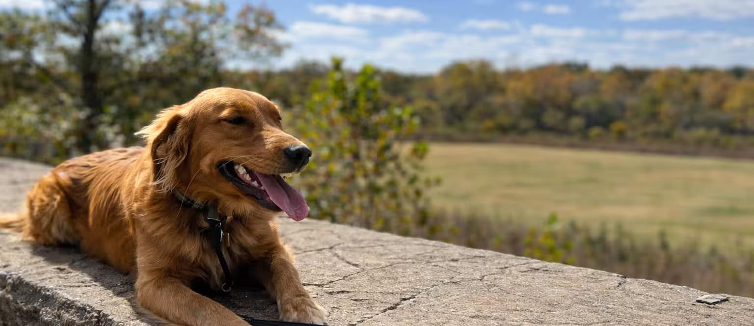 Dog Training Services